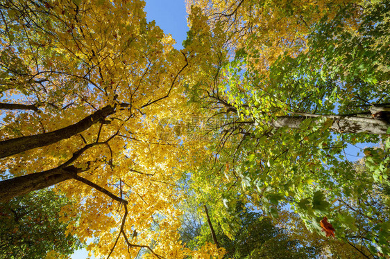 秋树和蓝天图片