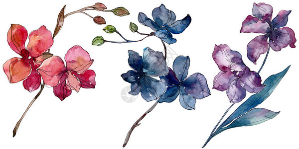 兰花卉植物花孤立的野生春叶野花水彩背景插图集水彩画时尚水彩画孤立孤立的图片