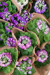 纸中的粉紫色开花植物概述图片
