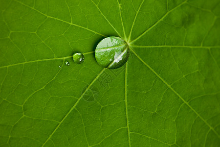 绿色的莲叶带水滴效果带5D高清图片