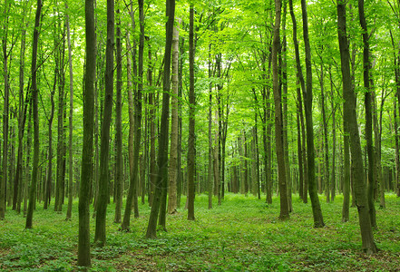 绿色森林彩绘图片