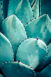 尖的夏普加夫植物图片