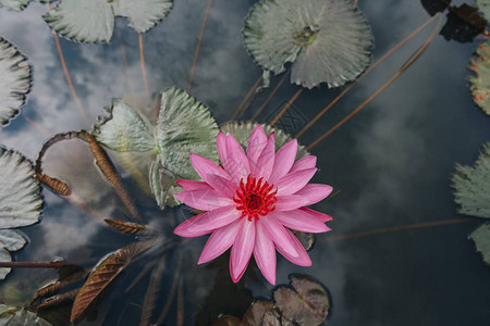 花景色照片 花景色背景 花景色摄影图片下载 摄图网