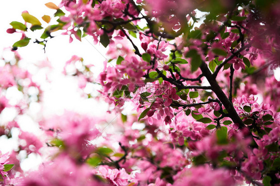 树上芳香的粉红色樱花特写镜头图片
