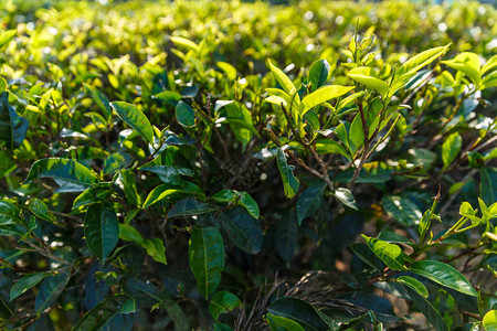 绿叶茶树近景图片