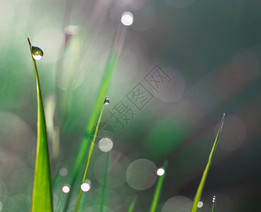 关闭有雨滴的草背景图片