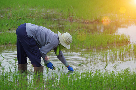 农民们正在稻田里种植水稻图片