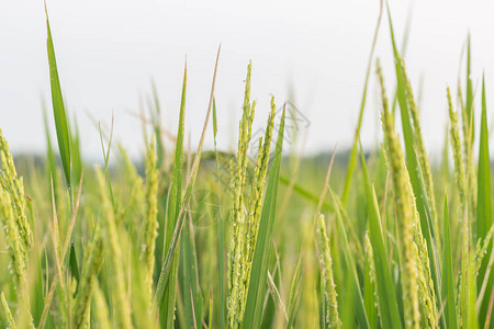 在水稻植物上关闭稻田图片