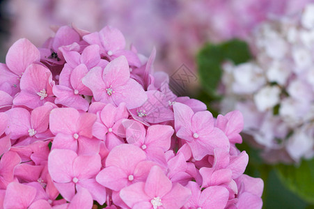 美丽的Hydrangea图片