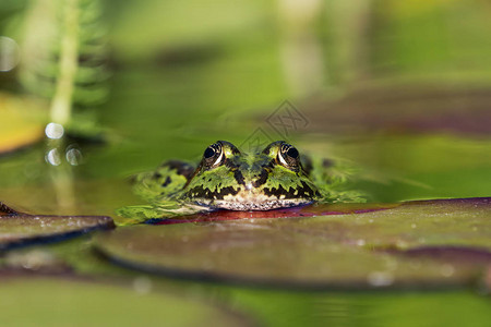 水中的欧洲绿蛙面对观者图片