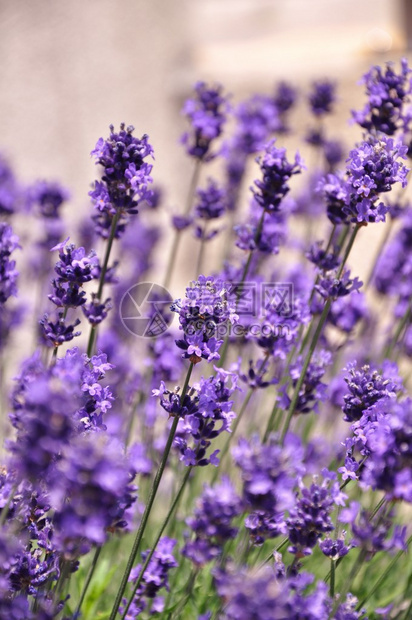 紫色花朵细节特写和反向过滤图片