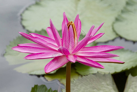 绿叶背景池塘中的粉色睡莲花图片