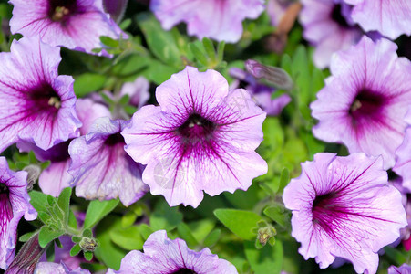 夏季美丽的紫色花朵风铃草图片