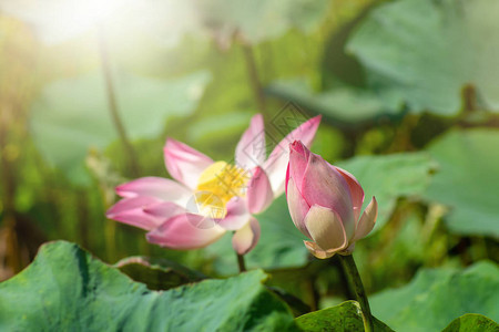 粉红色莲花在阳光下盛开图片