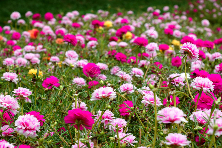 早晨花园里的马齿苋花图片