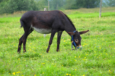 驴在绿色的田野农场草地上吃草图片
