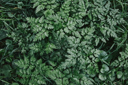 花园中绿色植物和草的高架景观图片