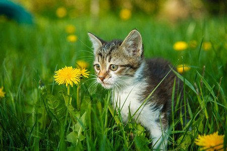 老虎和猫春天夏坐在绿草丛中的黑白小猫和黄色蒲公英背景