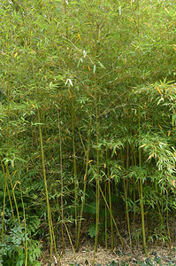 竹林公园里长着竹子图片