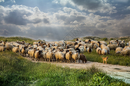 绿地牧羊业图片