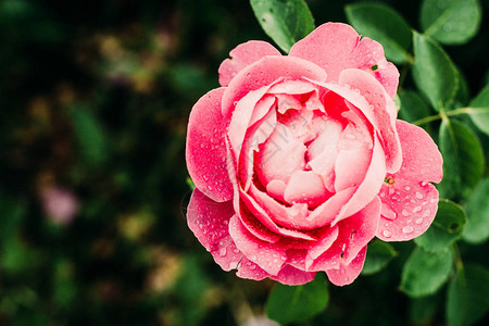粉红色的玫瑰花开美丽图片