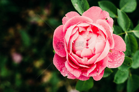 粉红色的玫瑰花开美丽图片