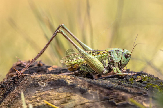 verrucivorus是Tettigoniidae家族的一个灌木板图片