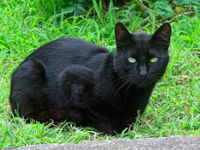 草丛中长着美丽眼睛的黑毛猫图片