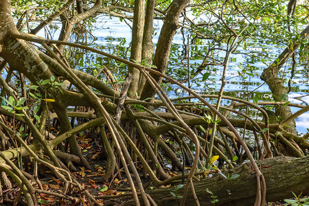 巴西环礁湖边缘自然和受保护的红树林植图片