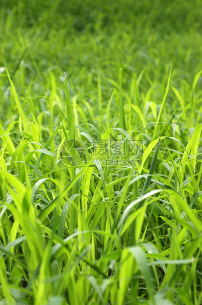 夏月高绿色草的背景摘要背景纹理TallGreen图片