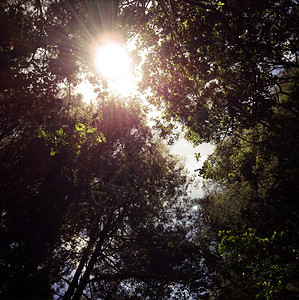 阳光透过树冠照耀在森林里图片