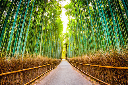 日本京都的竹林图片