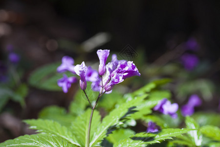春天的野花Cardamineglanduligera图片