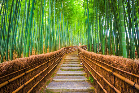 日本京都竹林中图片