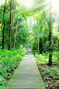 通道闸在森林公园散步背景