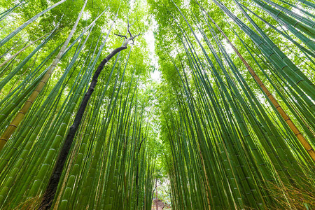 日本京都老城京都的青山竹图片