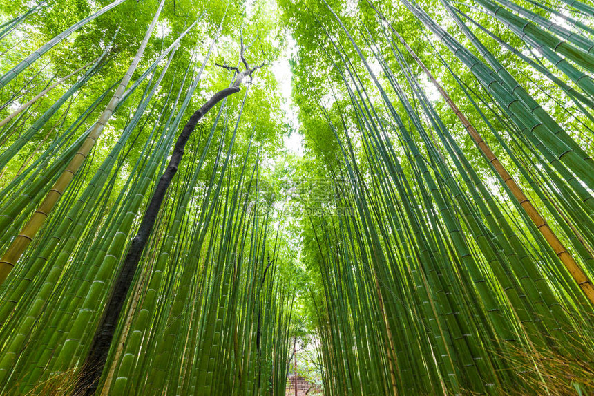 日本京都老城京都的青山竹图片