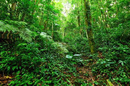 热带雨林景观图片