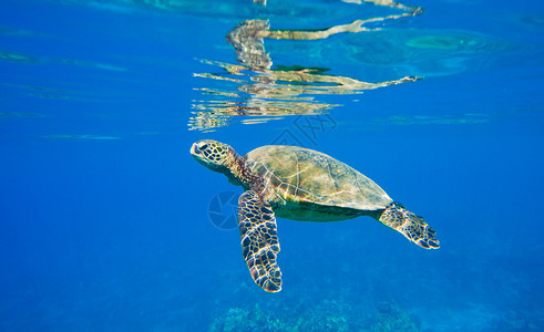 绿海龟在大海中游泳图片