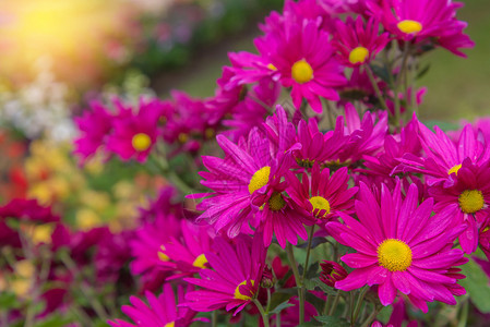 花园里美丽的菊花粉红色花朵图片