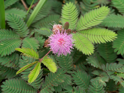 接近敏感植物或mimosapu图片