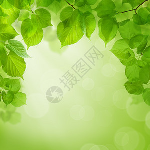 夏季绿色背景与绿叶图片