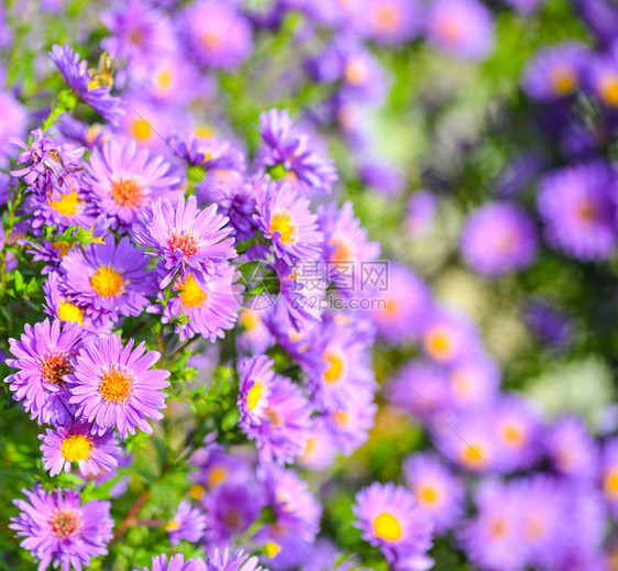 花卉夏季背景华丽的紫罗兰色花朵和鲜绿色的叶子关闭用于横幅或背景的紫罗兰色多图片