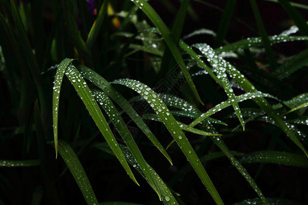 下雨天的草图片