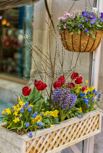 美国波士顿街头五颜六色的三色紫罗兰郁金香和其他鲜花这样的花盆在全城随处可见图片