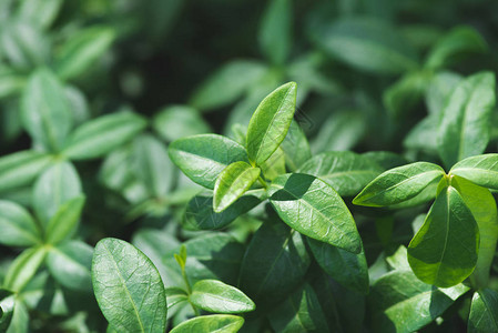 长春花植物在阳光下的绿叶图片