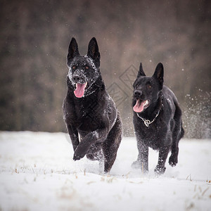 两只德国牧羊犬在雪地里玩耍图片