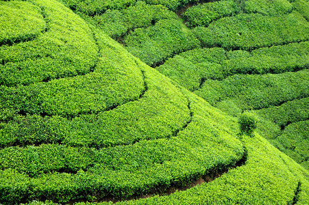 斯里兰卡岛茶叶种图片