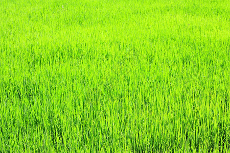 稻田在有机农场长大图片