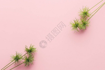 粉红色上的绿色美植物图片